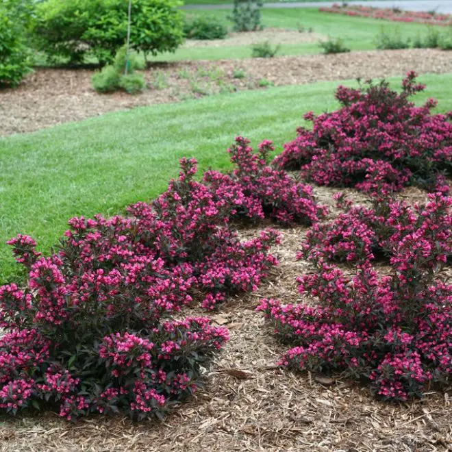 cespugli fioriti perenni sempreverdi - Quali sono gli arbusti da fiore