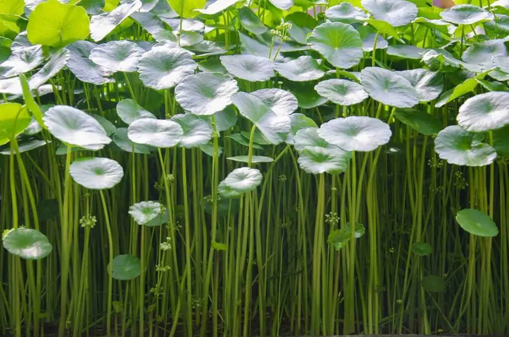 centella asiatica fiori - Quali sono gli effetti della centella