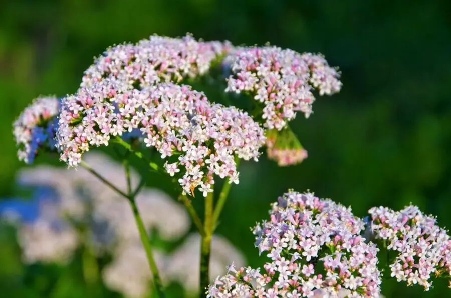 valeriana selvatica fiore - Quali sono gli effetti della valeriana