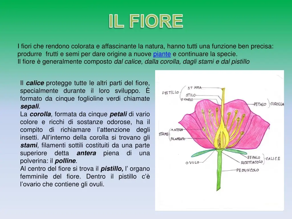 Il fiore è un essere vivente - Quali sono gli elementi non viventi il fiore è un essere vivente - Quali sono gli elementi non viventi