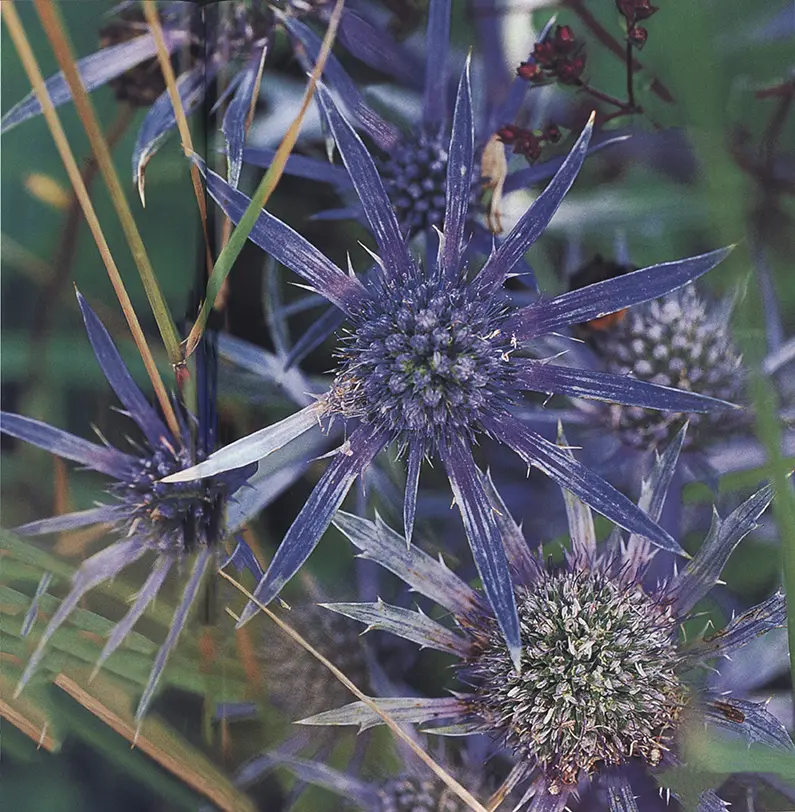 fiore di cardi - Quali sono i benefici del cardo