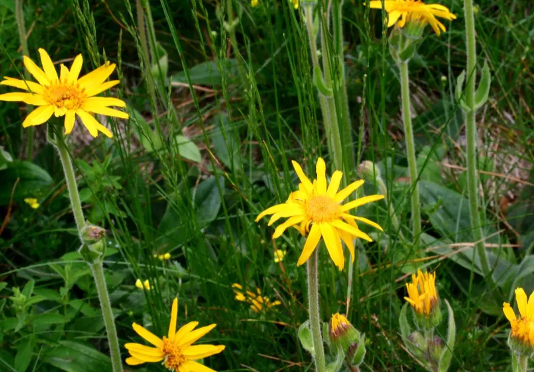 fiori arnica - Quali sono i benefici dell Arnica