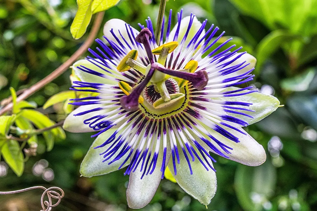 fiore di passiflora - Quali sono i benefici della Passiflora