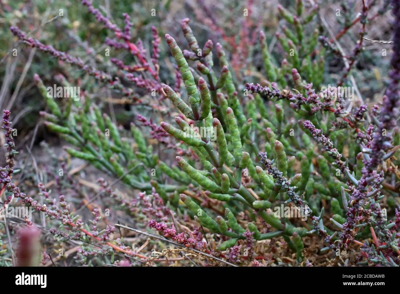 Salicornia fiore: una pianta erbacea ricca di benefici - Quali sono i benefici della salicornia salicornia fiore - Quali sono i benefici della salicornia