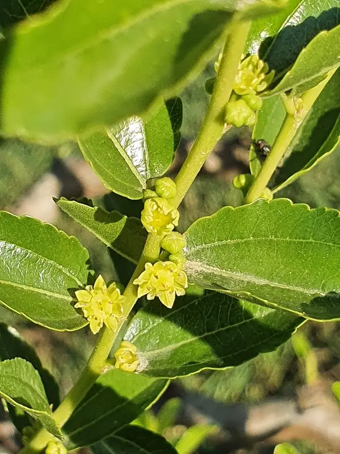 Giuggiolo fiore: benefici, proprietà nutrizionali e controindicazioni - Quali sono i benefici delle giuggiole giuggiolo fiore - Quali sono i benefici delle giuggiole