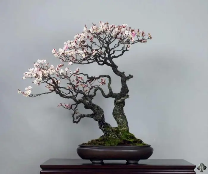 Bonsai Fioriti: Bellezza e Semplicità sul tuo Balcone - Quali sono i bonsai più resistenti bonsai fioriti - Quali sono i bonsai più resistenti