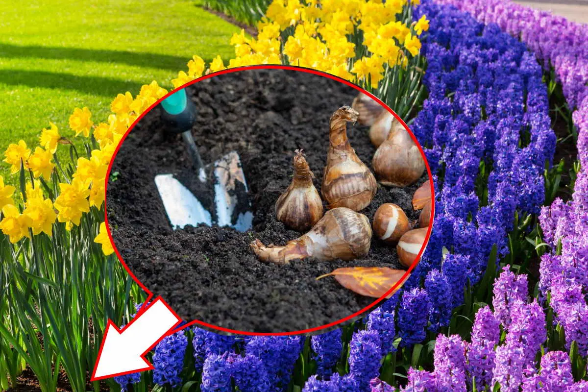 Bulbi fiori autunnali: una guida completa alla coltivazione e alla cura - Quali sono i bulbi da piantare a ottobre bulbi fiori autunnali - Quali sono i bulbi da piantare a ottobre