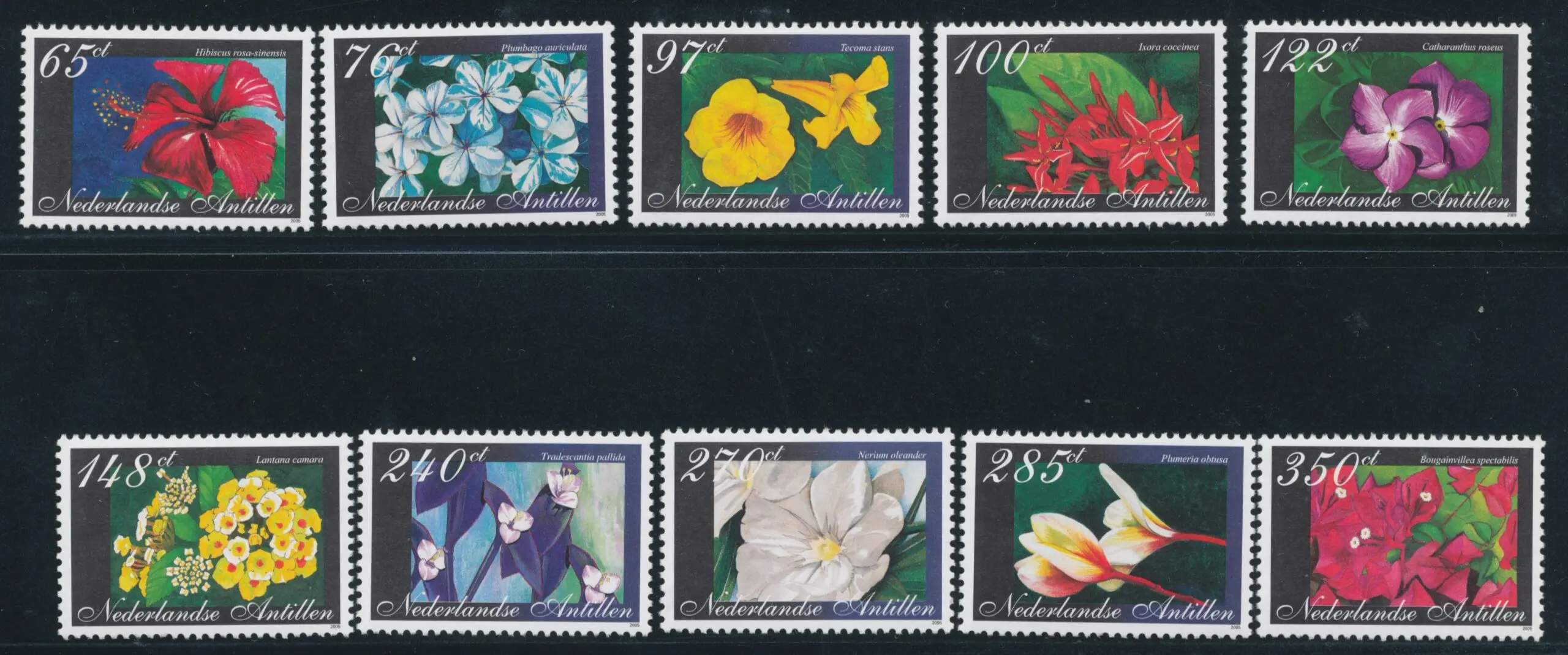 catalogo fiori olandesi - Quali sono i bulbi primaverili
