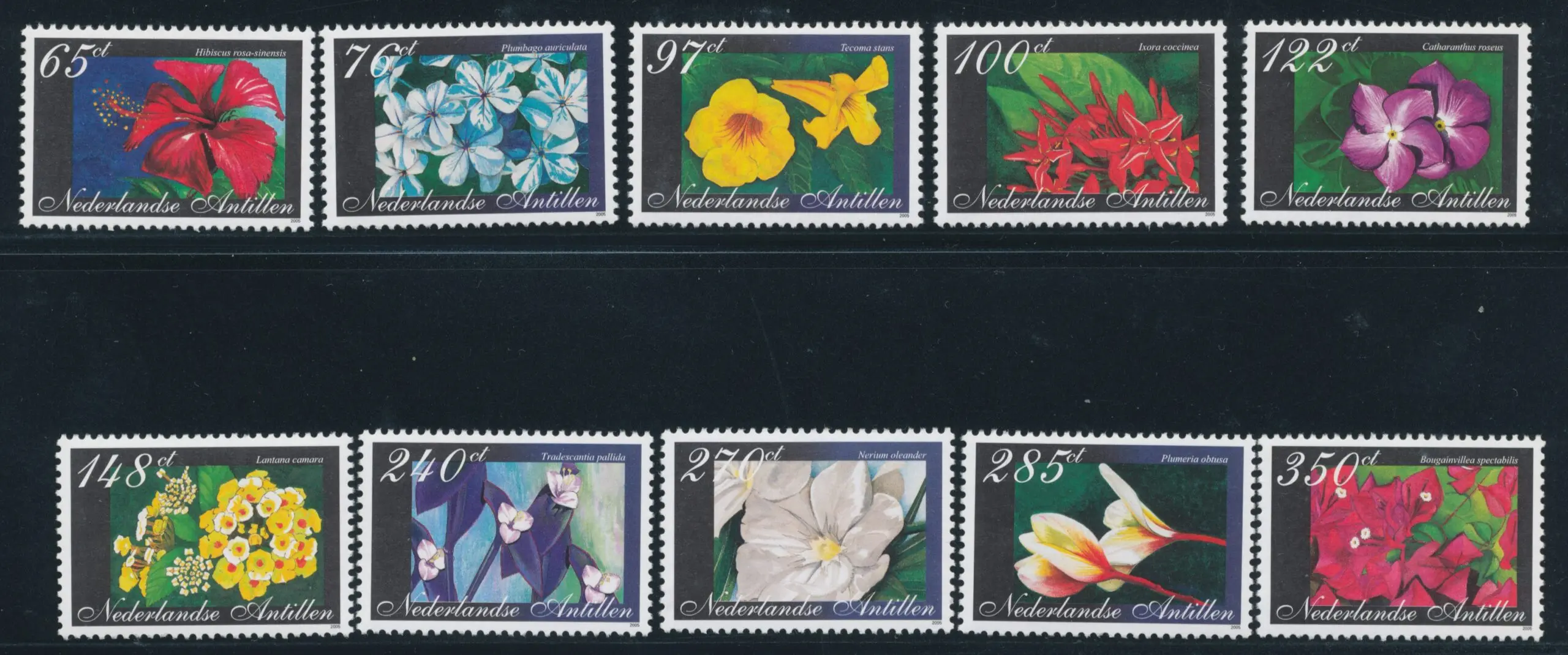 Catalogo fiori olandesi: la bellezza dei bulbi primaverili - Quali sono i bulbi primaverili catalogo fiori olandesi - Quali sono i bulbi primaverili