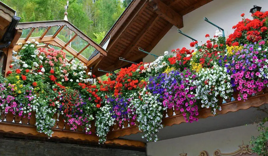 Fiore Pendente: Un tocco di verde per la tua casa - Quali sono i fiori a cascata fiore pendente - Quali sono i fiori a cascata