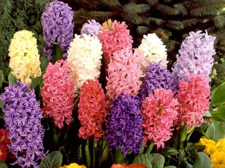 fiori da bulbo nomi - Quali sono i fiori da bulbo
