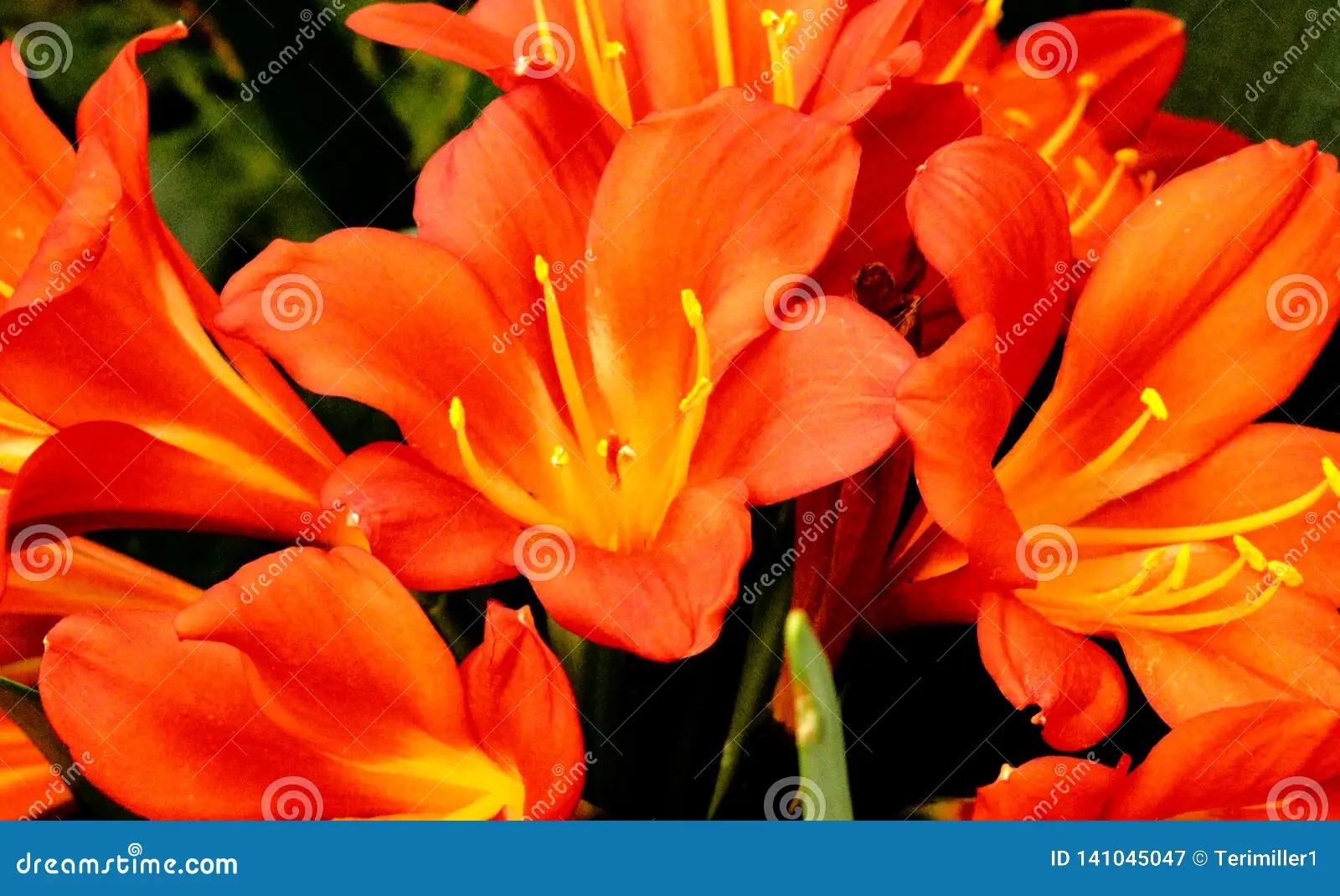 Fiori Arancioni Primaverili: Un'Esplosione di Colori e Bellezza - Quali sono i fiori del mese di marzo fiori arancioni primaverili - Quali sono i fiori del mese di marzo