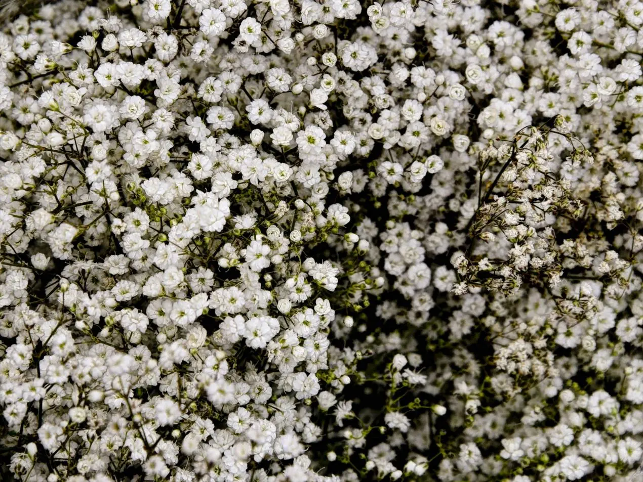 Fiori Velo di Sposa: Un Accessorio Versatile per Matrimoni Indimenticabili - Quali sono i fiori della sposa fiori velo di sposa - Quali sono i fiori della sposa