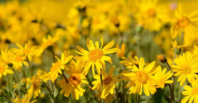 Fiori di Arnica: Una pianta officinale dalle proprietà benefiche - Quali sono i fiori di Arnica fiori di arnica - Quali sono i fiori di Arnica