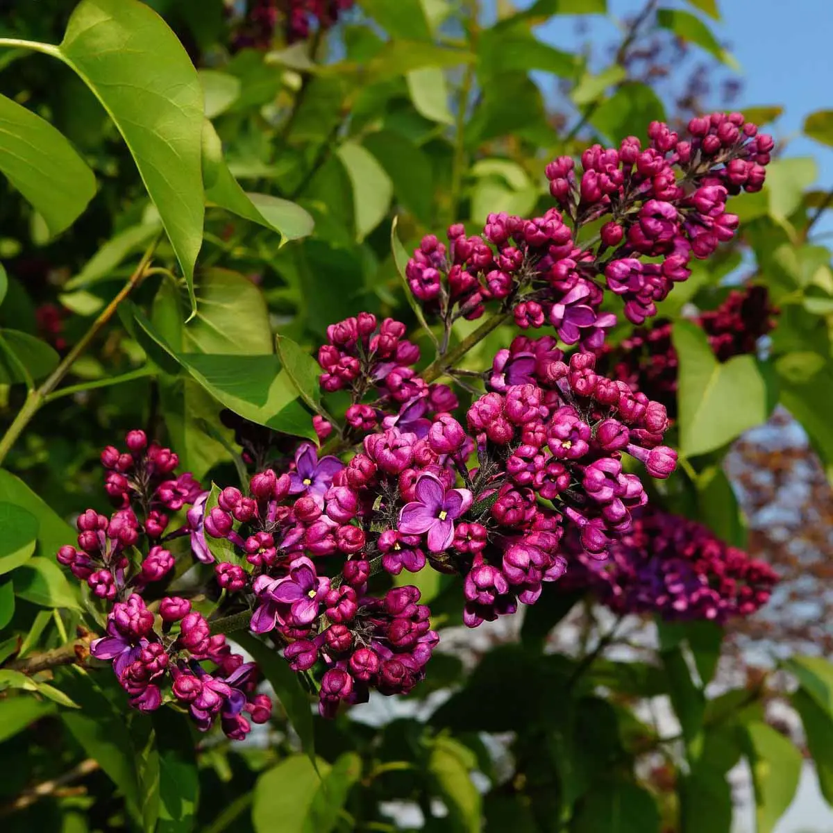 I fiori di lilla: colori e profumi irresistibili