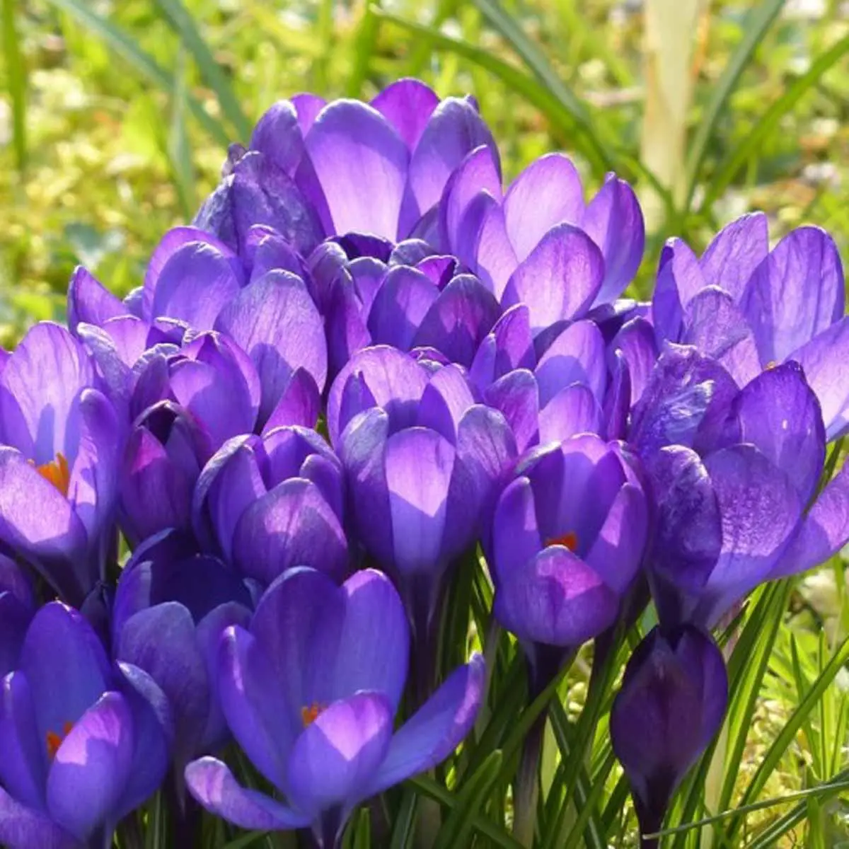 Fiori di Croco: Colori vivaci che annunciano la primavera - Quali sono i fiori di croco fiori di croco - Quali sono i fiori di croco