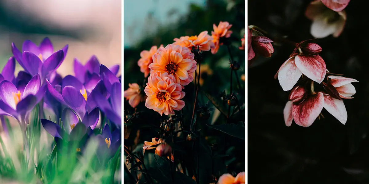 fiore di febbraio - Quali sono i fiori di febbraio
