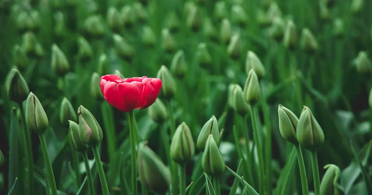 fiori marzo - Quali sono i fiori di stagione a marzo