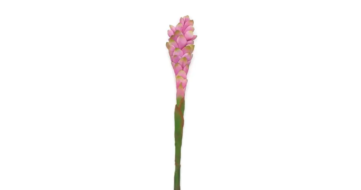 Fiore Zenzero: Un Viaggio nella Spezia Unica e Versatile - Quali sono i fiori di zenzero fiore zenzero - Quali sono i fiori di zenzero