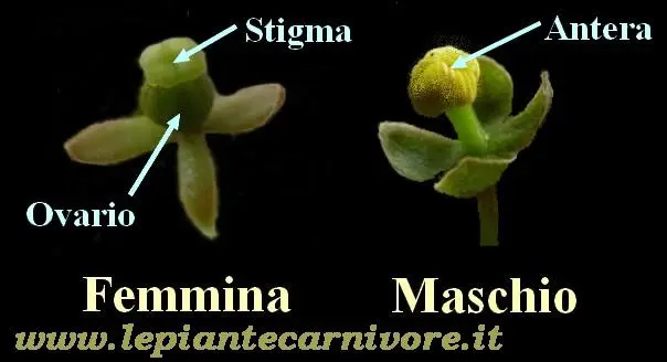 Fiori unisessuali - Quali sono i fiori ermafroditi fiori unisessuali - Quali sono i fiori ermafroditi