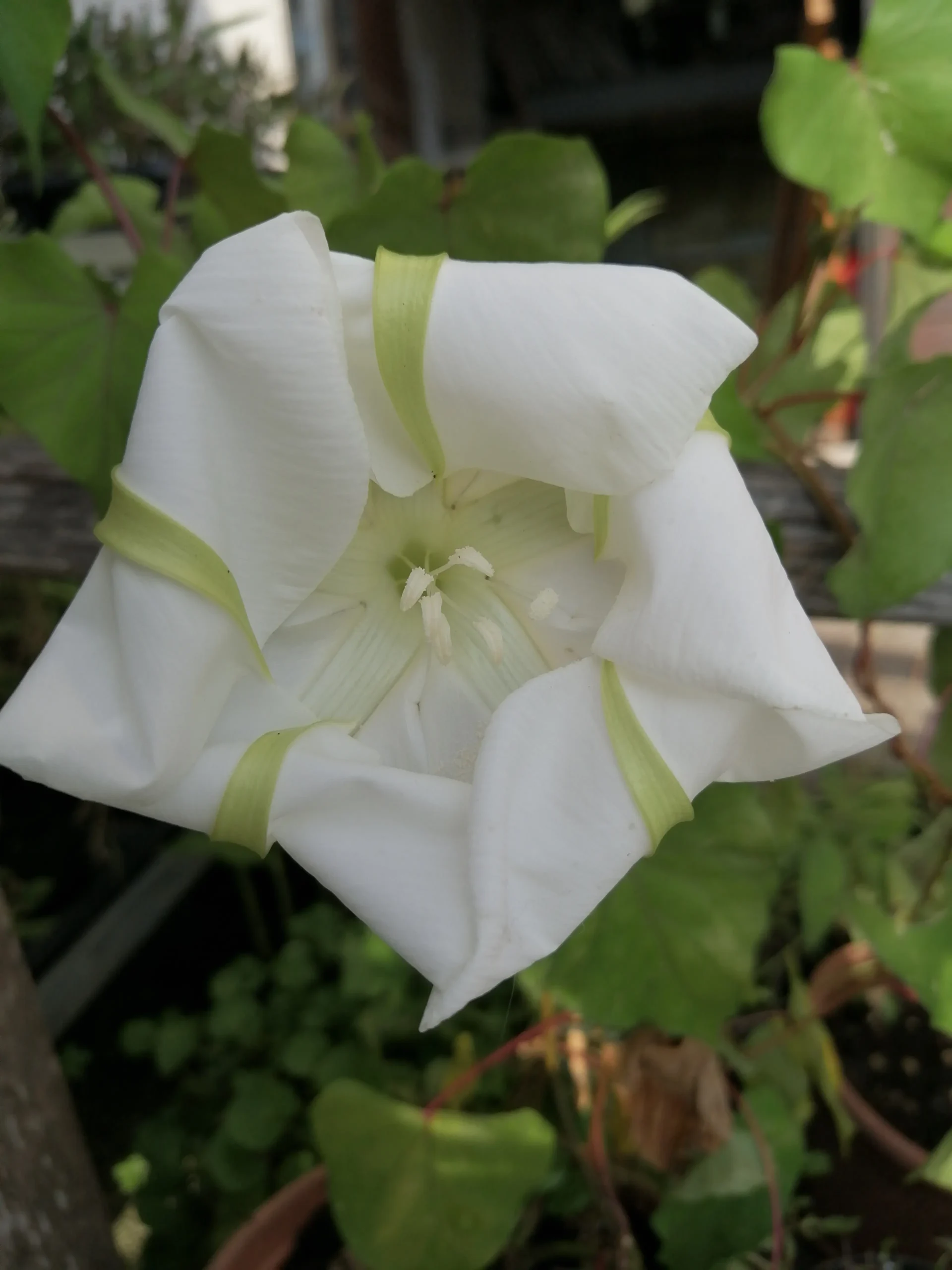 Fiore della Luna: La bellezza dei fiori notturni - Quali sono i fiori notturni fiore della luna - Quali sono i fiori notturni
