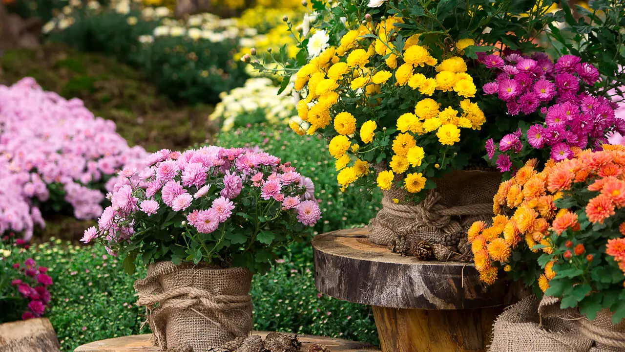 Fiori Dia de los Muertos: una festa per celebrare la vita e ricordare i cari defunti - Quali sono i fiori per i morti fiori dia de los muertos - Quali sono i fiori per i morti