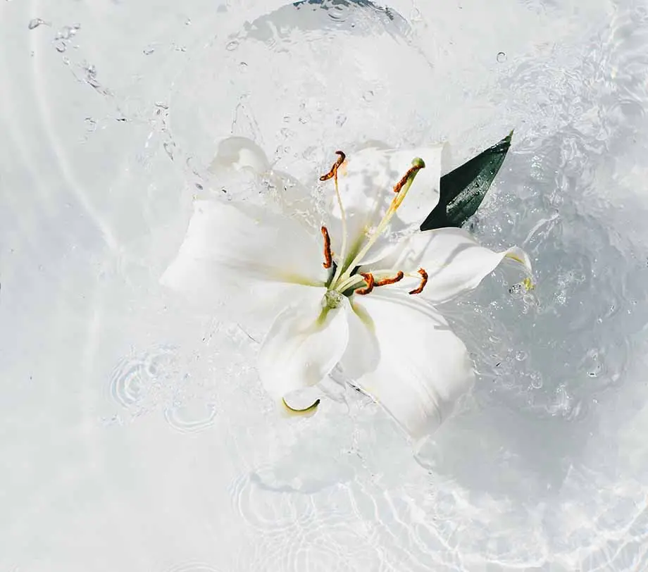 Quali sono i fiori per la comunione? - Quali sono i fiori per la comunione fiori della comunione - Quali sono i fiori per la comunione