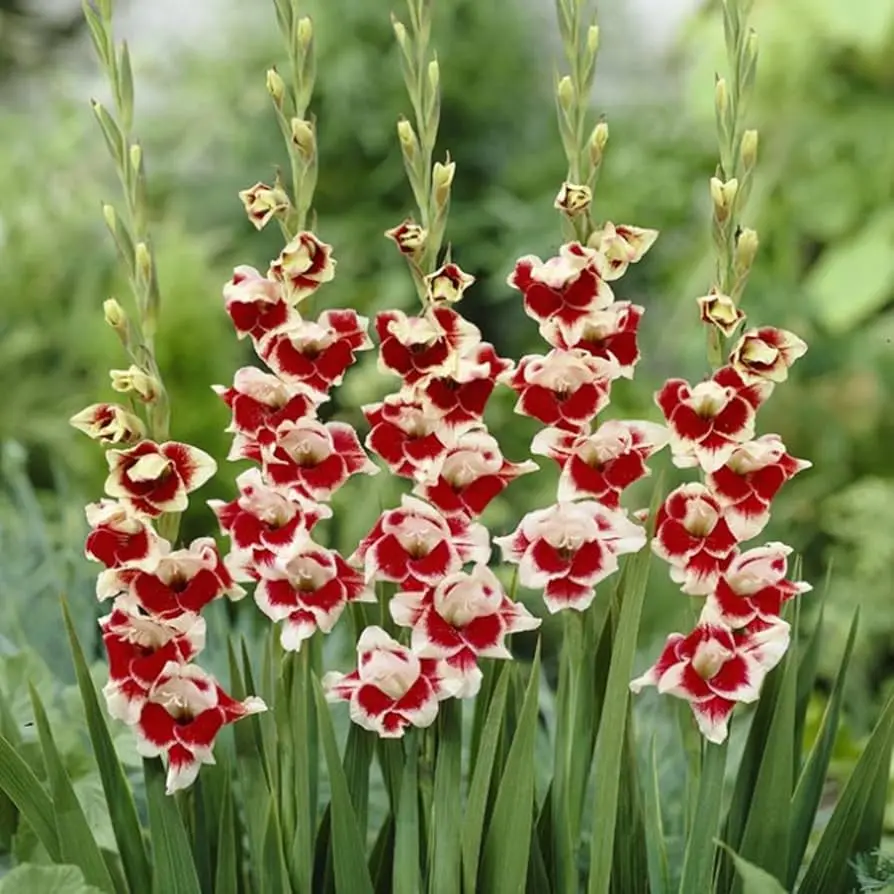 Quali sono i fiori più alti da giardino? - Quali sono i fiori più alti fiori alti da giardino - Quali sono i fiori più alti