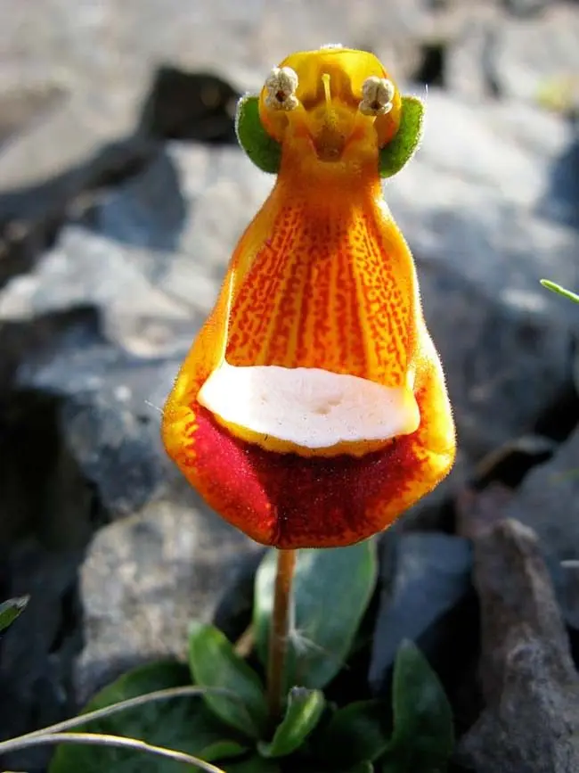 fiori esotici rari - Quali sono i fiori più costosi al mondo