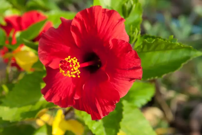 nomi pianta con fiori rossi - Quali sono i fiori rossi