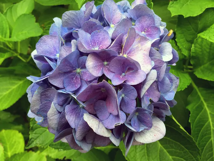Quali sono i fiori Tintori - Quali sono i fiori Tintori fiori tondi - Quali sono i fiori Tintori