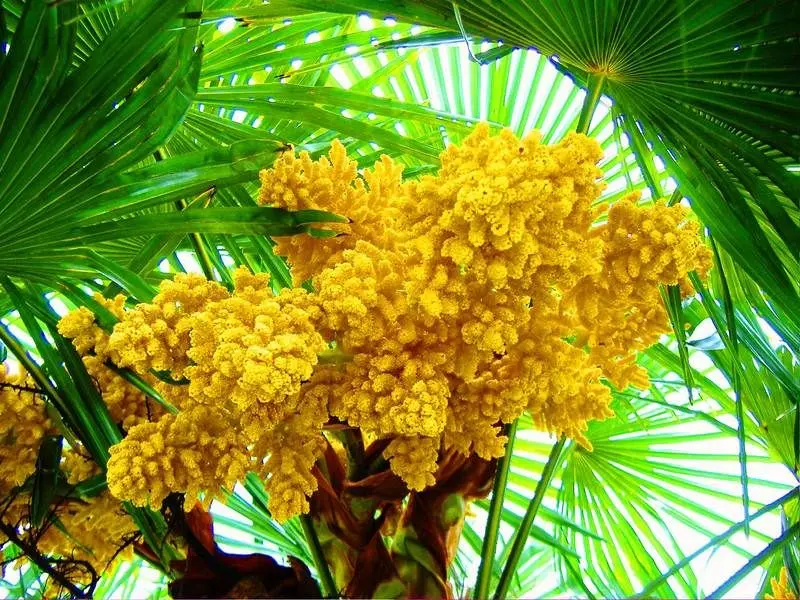 fiore delle palme - Quali sono i frutti della palma