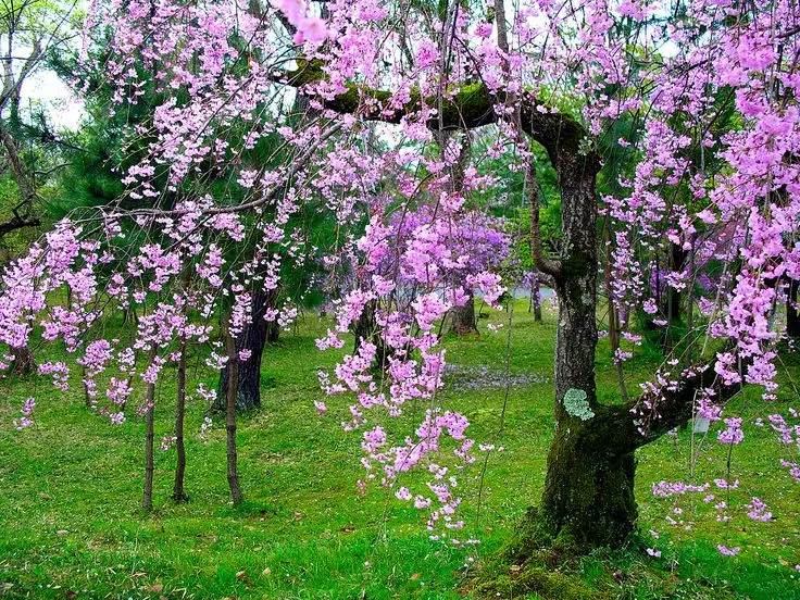 Alberi di Fiori: Un'esplosione di colori e profumi - Quali sono i nomi degli alberi alberi di fiori - Quali sono i nomi degli alberi