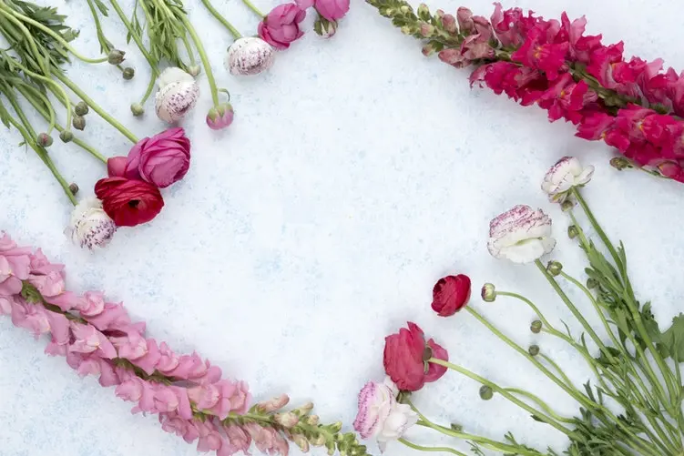 Primavere Fiori: La Bellezza dei Fiori Primula - Quali sono i primi fiori primavere fiori - Quali sono i primi fiori
