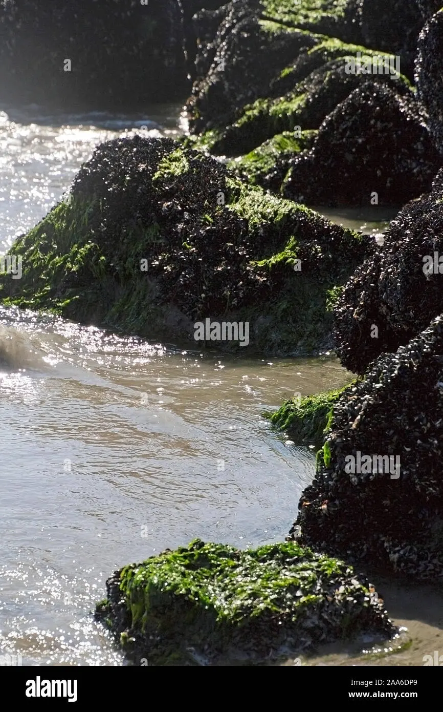 Rocce a Fior d'Acqua: La Bellezza Naturale delle Pietre - Quali sono i tipi di rocce della crosta terrestre rocce a fior d'acqua - Quali sono i tipi di rocce della crosta terrestre