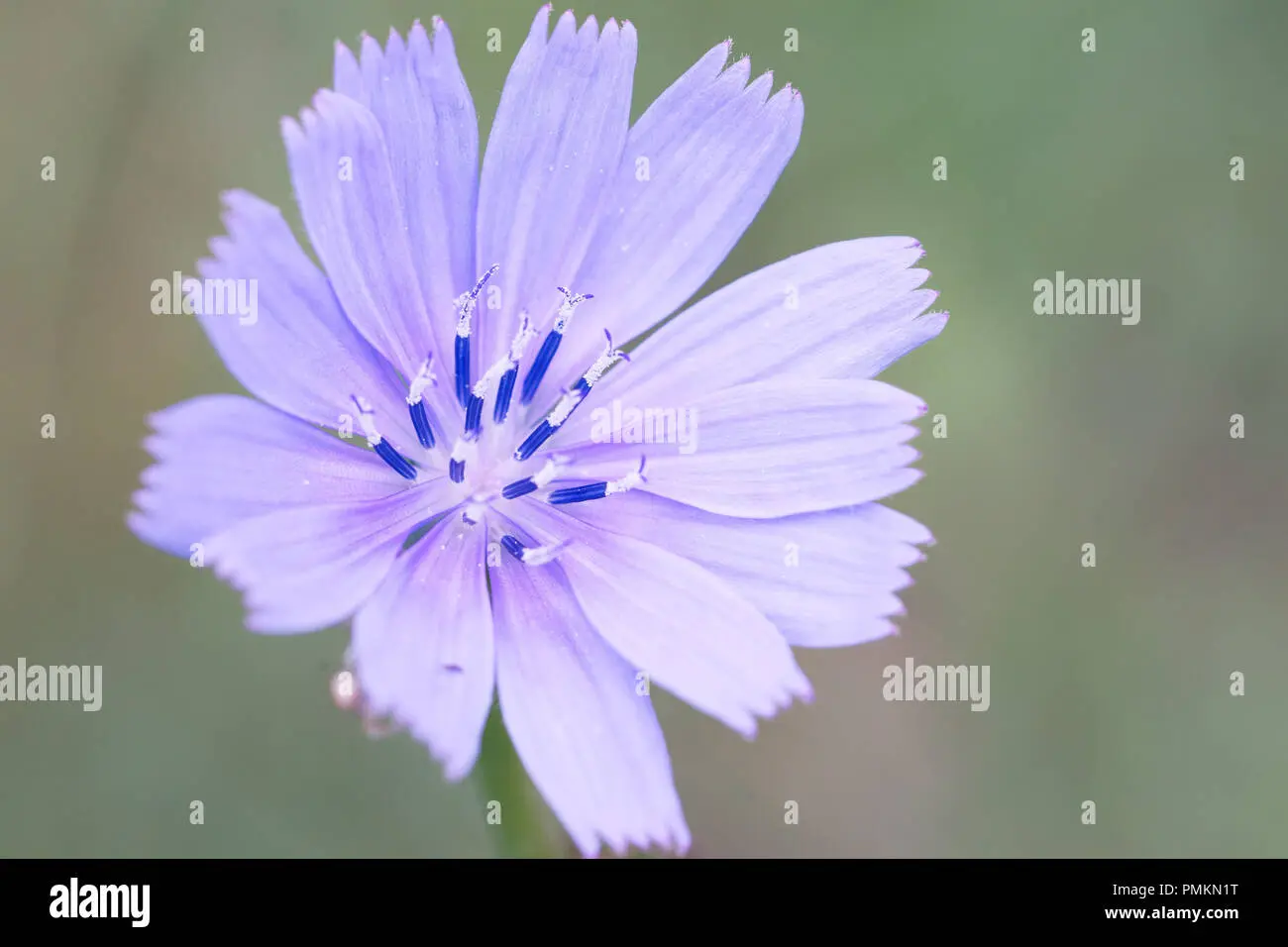 fiore cicoria - Quali sono le cicorie commestibili