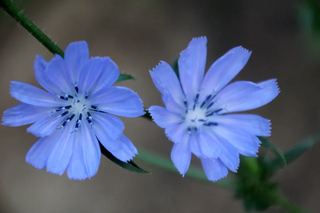 Cicoria selvatica fiore: un'erba amara di virtù antica - Quali sono le cicorie selvatiche commestibili cicoria selvatica fiore - Quali sono le cicorie selvatiche commestibili