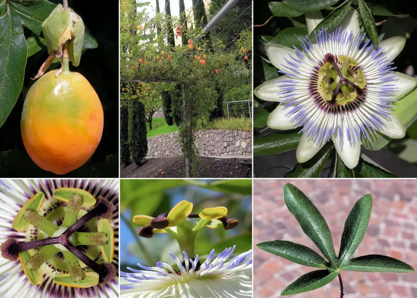 Fiore della Passione: Un Frutto Commestibile dal Potere Straordinario - Quali sono le controindicazioni della Passiflora fiore della passione frutto commestibile - Quali sono le controindicazioni della Passiflora