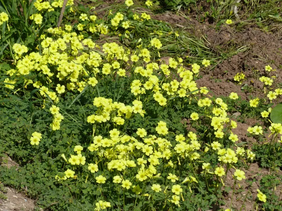 erba spontanea con fiori gialli - Quali sono le erbe di campo commestibili