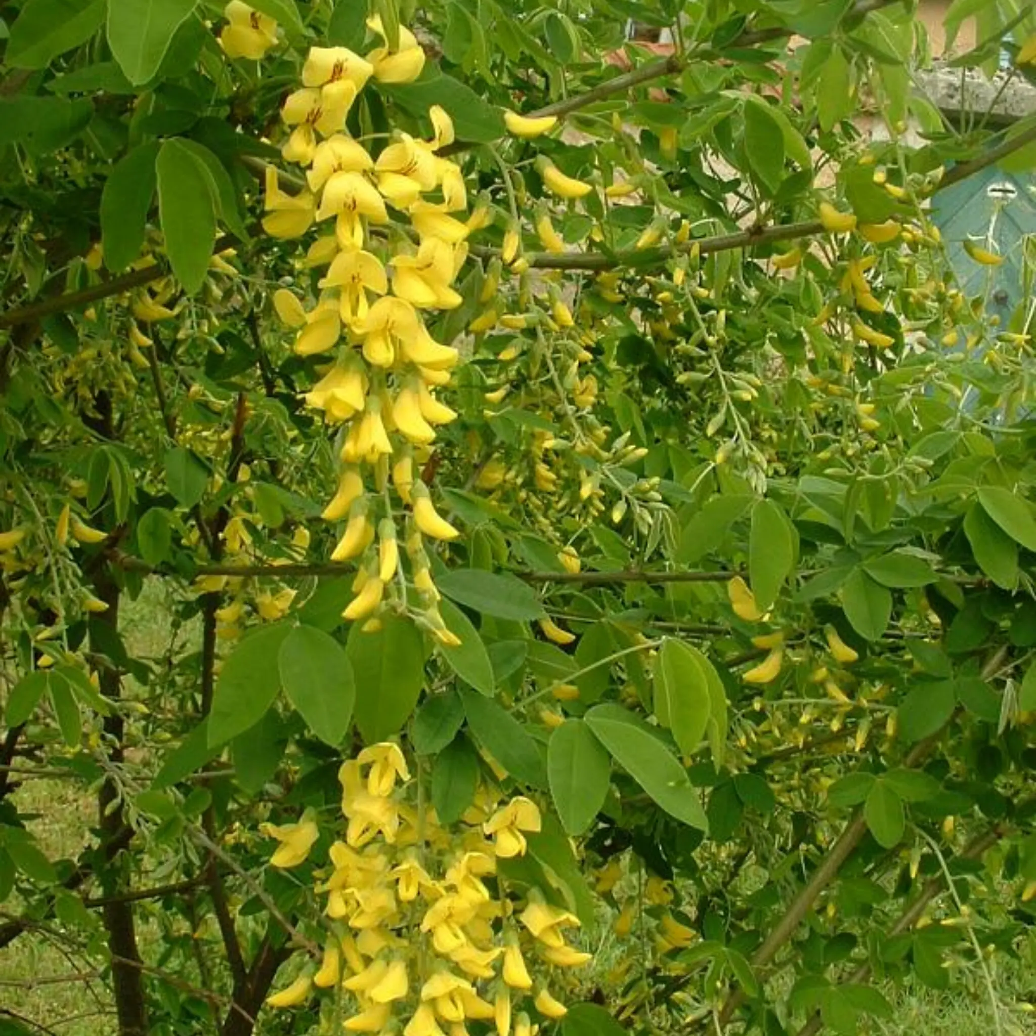 Mangia Fiore Velenoso: Un'Introduzione alle Piante Velenose da Evitare - Quali sono le erbe velenose mangia fiore velenoso - Quali sono le erbe velenose