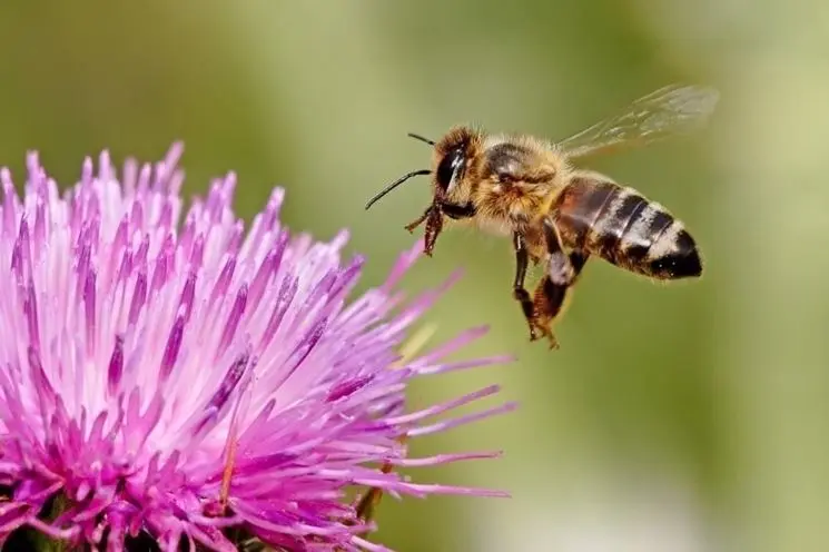 fiori perenni per api - Quali sono le migliori piante mellifere
