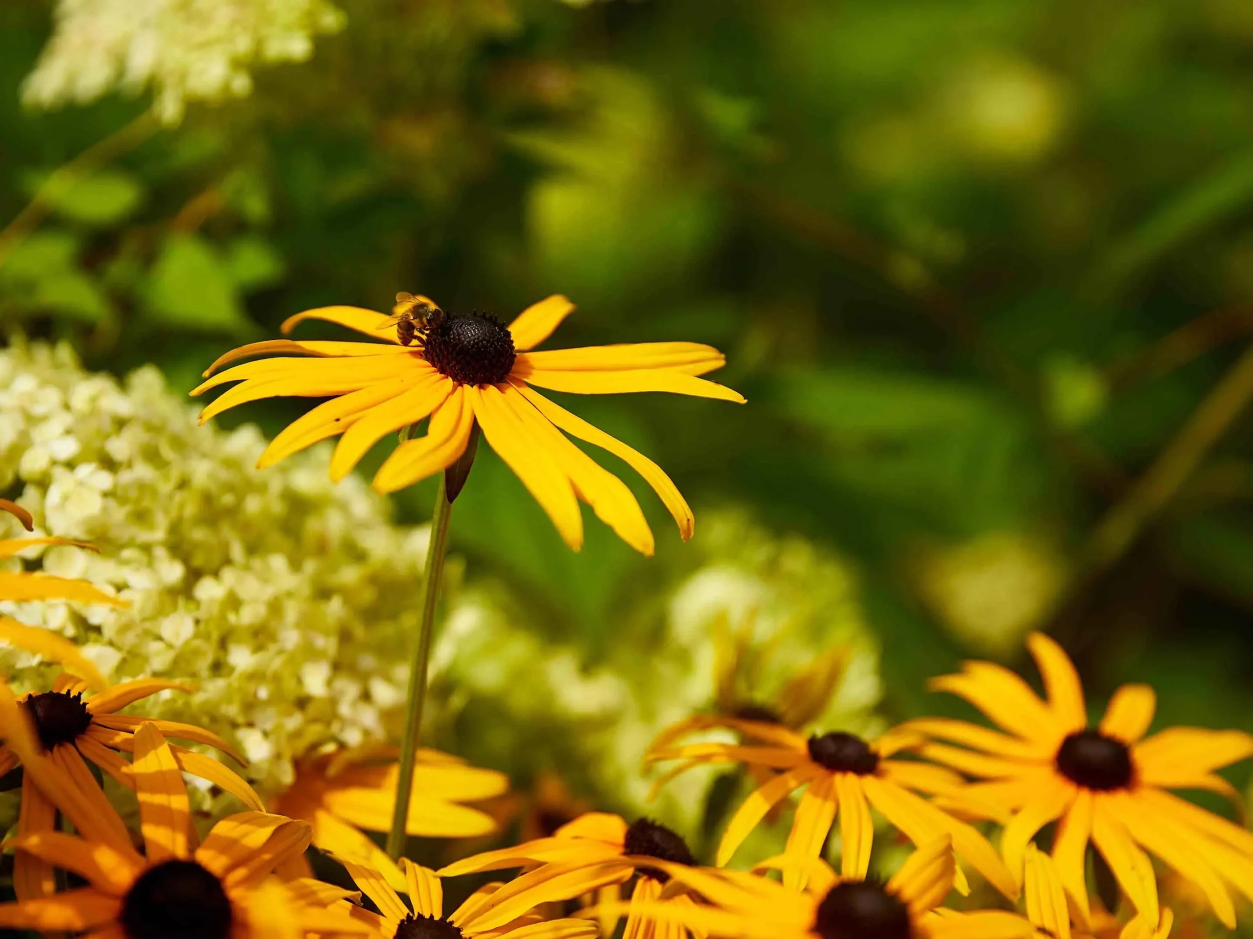 fiori melliferi - Quali sono le piante amiche delle api