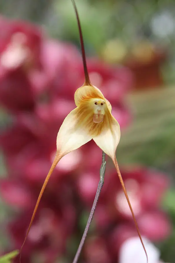 Fiori che sembrano gatti: una combinazione perfetta di natura e dolcezza - Quali sono le piante che odiano i gatti fiori che sembrano gatti - Quali sono le piante che odiano i gatti