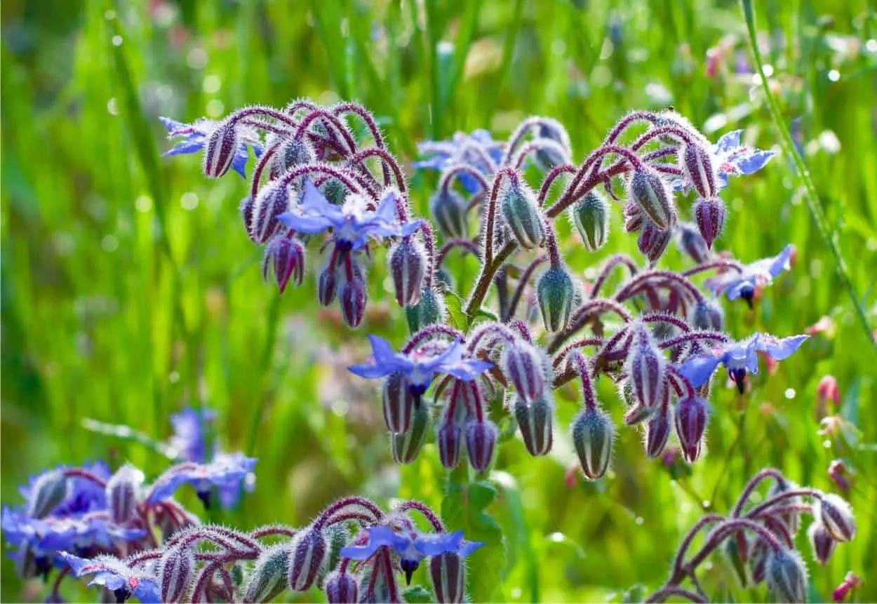 Fiori che si mangiano: un tocco di colore e sapore nella cucina - Quali sono le piante che si possono mangiare fiori che si mangiano - Quali sono le piante che si possono mangiare