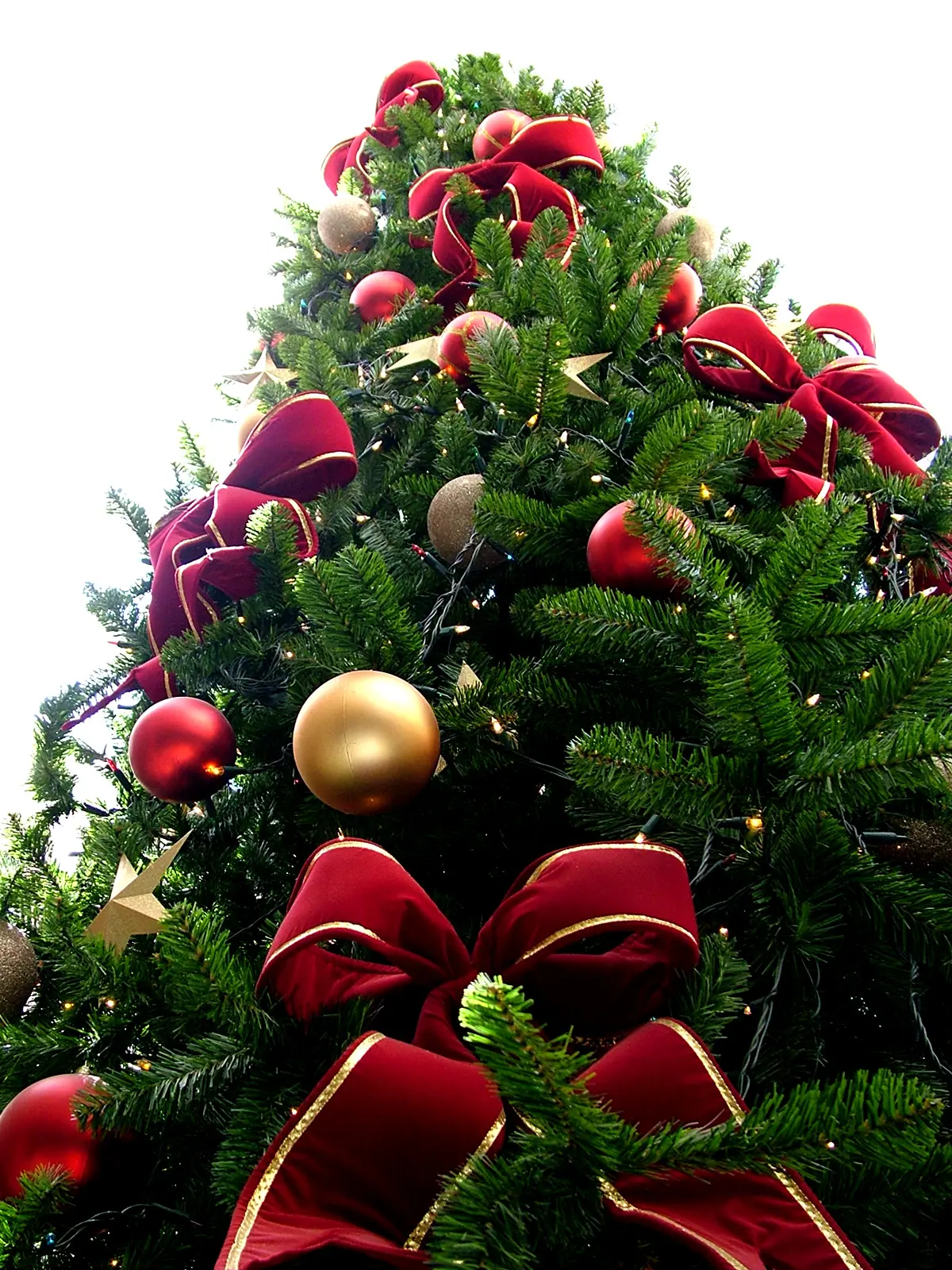 Fiori per alberi di Natale: come decorare il tuo albero con stile - Quali sono le piante che vengono usate per gli alberi di Natale fiori per alberi di natale - Quali sono le piante che vengono usate per gli alberi di Natale
