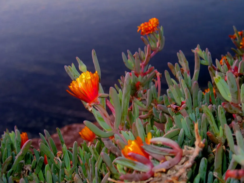 Fiori Marini: Le Piante che Vivono in Mare - Quali sono le piante che vivono in mare fiori marini - Quali sono le piante che vivono in mare