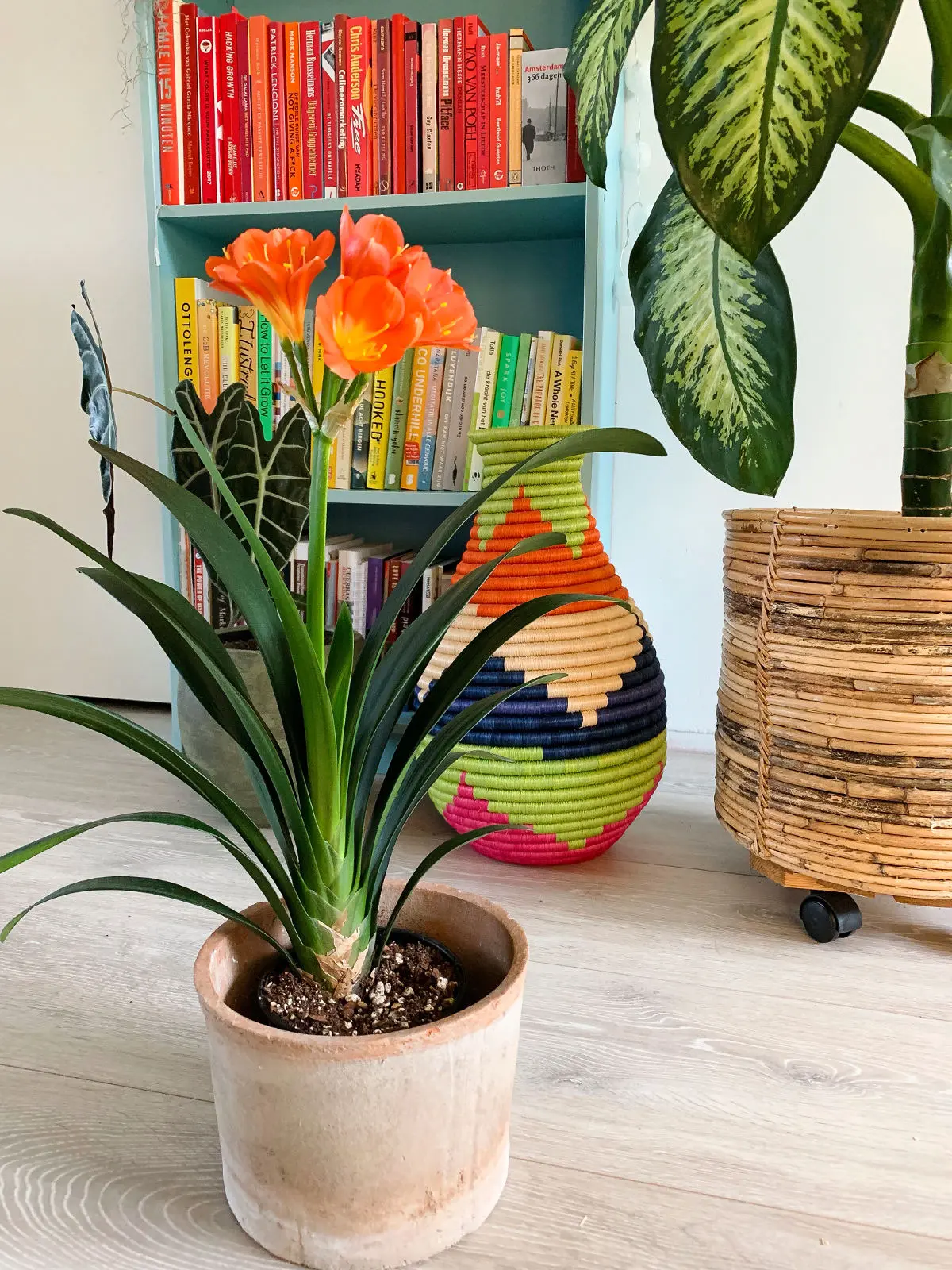 Piante d'appartamento con fiori: una scelta perfetta per decorare la tua casa - Quali sono le piante da mettere in casa piante d'appartamento con fiori - Quali sono le piante da mettere in casa