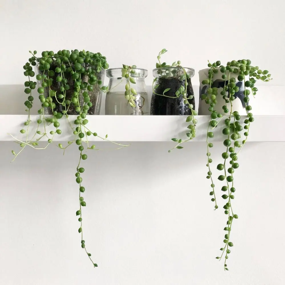 Piante ricadenti da interno con fiori: come scegliere le piante perfette per la tua cucina - Quali sono le piante da tenere in cucina piante ricadenti da interno con fiori - Quali sono le piante da tenere in cucina
