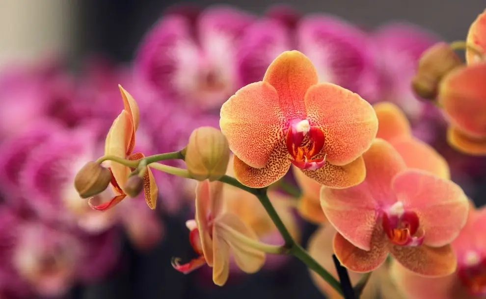 Fiori che portano fortuna: scopri quali sono e come portare prosperità nella tua vita - Quali sono le piante di buon auspicio fiori che portano fortuna - Quali sono le piante di buon auspicio