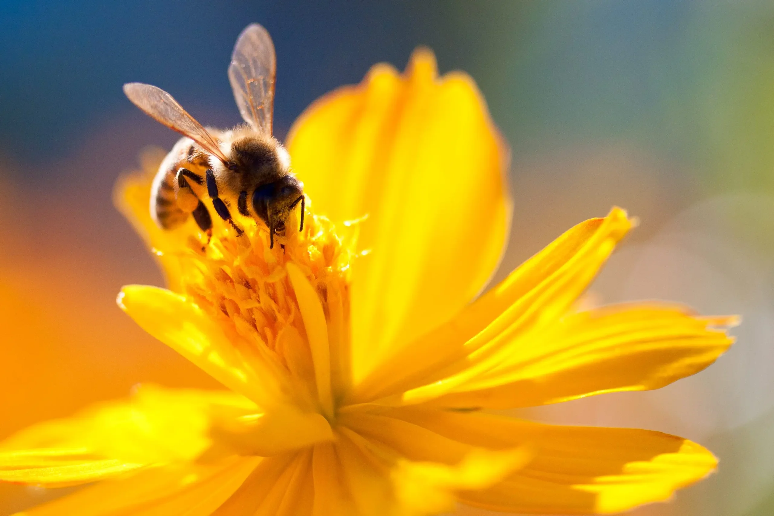 Fiore Api: tutto ciò che devi sapere sulle piante nettarifere - Quali sono le piante nettarifere fiore api - Quali sono le piante nettarifere